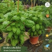ราคา ต้นโหระพาฝรั่ง #อิตาเลี่ยนเบซิล Italian Basil /sweet basil (สีเขียว, สีแดง) H30 (4188412983)