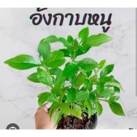 ราคา ต้นพันธุ์อังกาบหนูในถุงดำพร้อมปลูก (40658447318)