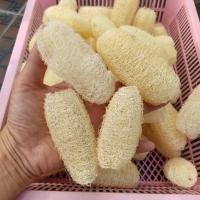 ราคา [5 ลูก] ใยบวบ ลูกเล็ก ขนาด ยาว 3 นิ้ว ใยบวบขัดผิว loofah sponge (42511714955)