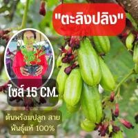 ราคา (ขนาดเล็ก) จัดเซ็ท2ต้น ต้นพันธุ์ตะลิงปลิง สูง 15 ซม. เปรี้ยวเปรี้ยว เปรี้ยวปรี๊ด ต้นพันธุ์พร้อมปลูก ตะลิงปลิง พร้อมส่ง (20411224809)
