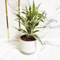 ราคา ไผ่กวนอิมด่าง ไม้มงคล และช่วยฟอกอากาศ กระถาง5" (10629289016)