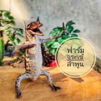 ราคา โมเดลจระเข้ จระเข้สต๊าฟ (4591388341)