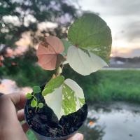 ราคา ต้นโพธิ์ด่าง โพธิ์ 7สี ไม้ทำบอนไซ 119 บาท (12220286225)