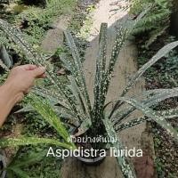 ราคา "Aspidistra lurida" (ต้นละอองดาวลายชัด) (24924885354)