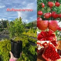 ราคา ต้นทับทิมแดงมารวย (1ถุง) (25085627110)