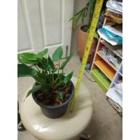 ราคา ดอกหน้าวัวแคะ#ดอกหน้าวัว#ดอกไม้แคะ#ต้นหน้าวัวแคะดอกชมพู (3477003487)