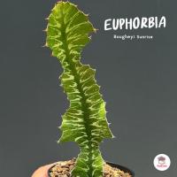 ราคา ยูโฟเบีย Euphorbia Bougheyi Sunrise แคคตัส กระบองเพชร cactus&succulent (51957787423)