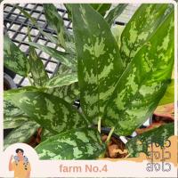 ราคา (ส่งไว)ต้นเขียวหมื่นปี เศรษฐีพันล้าน อโกลนิม่า ไม้มงคล (17698239112)