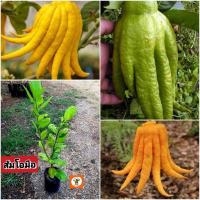 ราคา ต้นส้มโอมือ ส้มมือ ส้มโอมือ (27175851672)