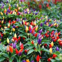 ราคา 100เมล็ด พริกสีรุ้ง เมล็ดพันธุ์พริก7สี เมล็ดพริกสีรุ้ง High Yield Rainbow Chili Pepper Seeds Ornamental Hot Pepper Seeds (46552172765)