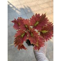 ราคา ต้นฤษีผสม สูง10-20 เซนติเมตร ต้นไม้ ไม้ประดับ สวน ไม้ใบ (14726988356)