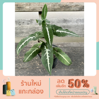ราคา ต้นออมเพชร ใบกำมะหยี่ไม้มงคล (10864686765)