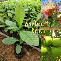 ราคา ต้นกล้ากระโดนป่า หรือจิกนา ขนาด 15-25 ซม. ไม้ฟอร์มสวยนิยม ทำไม้ขุดล้อม ต้นไม้หายาก ยอดรับประทานได้ (11212620485)