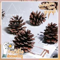 ราคา Pinecorn ลูกสน ขนาด2นิ้ว7บาท ลูกสน สนสามใบ สนป่า (7081534857)