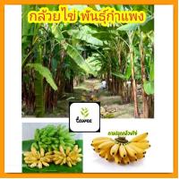 ราคา กล้วยไข่​หน่อ​กล้วยไข่​ (18574885392)