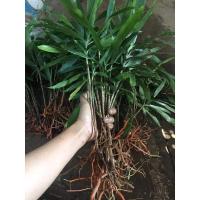 ราคา ต้นคอนแคน หรือ ต้นค้อนหมาขาว ขายเป็นชุด ชุดล่ะ10-12ต้น ส่งแบบต้นกล้านะคะ (13989525897)