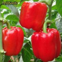 ราคา เมล็ดพันธุ์พริกหยวกสีแดง​ บรรจุ30เมล็ด​ ราคา60บาท (6060850355)