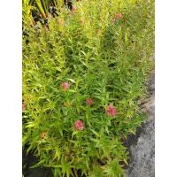 ราคา เข็มชมพูนุช กระถาง 6" Arachnothryx leucophylla (Kunth) (16787900915)