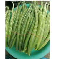 ราคา ..เมล็ดพันธุ์บวบงู.. (22558028256)