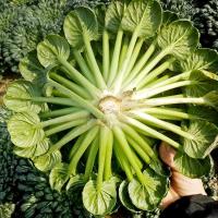 ราคา 300เมล็ด Tatsoi Seeds Vegetable Seeds เมล็ดพันธุ์ ผักกวางตุ้ง แทตฉ่อย หรือกวางตุ้ง ดอกไม้ไฟ ผักออร์แกนิก เมล็ดพันธุ์ผัก (56753813533)