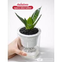 ราคา ต้นลิ้นมังกร + หินดำเงาบาหลี+ กระถางรดน้ำอัตโนมัติ+ฟรี ปุ๋ยบำรุงต้น (49301525677)