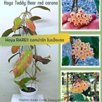 ราคา Hoya Teddy Bear red corona โฮย่าสะสม RARE!! ไม้แขวนไม้ประดับ ตกแต่งสวน ดอกน่ารัก ใบสวย ส่งต้นพร้อมลวดแขวน (18831845163)