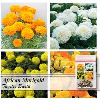 ราคา ดอกดาวเรืองแอฟริกัน Tagetes Erecta 20 เมล็ด (ชื่ออื่นๆ ดอกดาวเรืองอเมริกัน, ดอกดาวเรืองเม็กซิกัน) สีขาว เหลือง หรือส้ม (56153287341)
