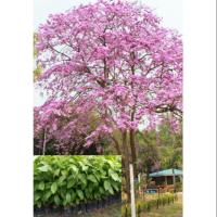 ราคา ตะแบกขนาด60-70ซม.(3ต้น) (4501858087)