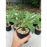 ราคา มะพร้าวทะเลทราย Dorstenia (ไซส์ M) (3491799278)