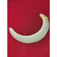 ราคา เขี้ยวหมูตันยาว 5 นิ้ว งานสวย (11551781301)