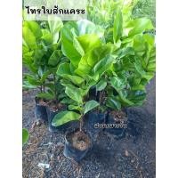 ราคา ต้นไทรใบสักแคระ ไทรใบสัก ไทรแคระ ไม้ฟอกอากาศ (27112578419)