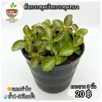 ราคา ต้นกระดุมเงินกระดุมทอง จัดส่ง 2 ขึ้นไป คละแบบได้ ต้นไม้มงคลจิ๋ว (8725460174)