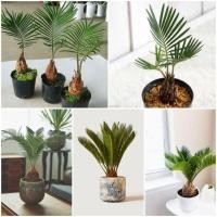 ราคา ปรงญี่ปุ่นแคระราคาถูก ไซส์มินิ ลูกปรงญี่ปุ่นต้นเล็กน่ารัก เอาใจสายมินิมอล (6959082970)