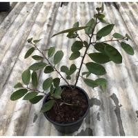 ราคา ต้นรวงผึ้ง ต้นไม้มงคลประจำรัชกาลที่ 10 (3706340057)