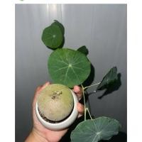 ราคา บัวบกโขดโขดไม้ชำแล้ว #บัวบกโขด (27701093266)