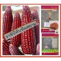 ราคา การันตี ของแท้แน่นอน เมล็ดพันธุ์ข้าวโพดหวานทานดิบ สีม่วงแดง ราชินีทับทิมสยาม นน. แพคละ 80-90 กรัม จำนวน 500-800 เมล็ด (3365194479)