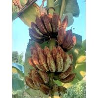 ราคา หน่อกล้วยน้ำว้าดำกล้วยโบราณ (26464831965)