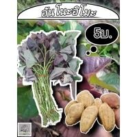 ราคา มันหวานญี่ปุ่น (ราชามันหวานอันโน๊ะอิโม๊ะ 20ยอด) | มันหวานญี่ปุ่นแท้ (27429081079)