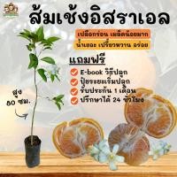 ราคา ส้มเช้งอิสราเอล ต้นไม้, ผลไม้แปลก, ผลไม้หายาก ต้นไม้หายาก ต้นไม้ต่างประเทศ (10870063859)