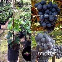 ราคา ต้นพันธุ์องุ่นไร้เมล็ดอาดอล่า ลูกใหญ่สีม่วง พร้อมปลูก (6632183944)