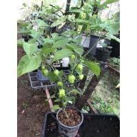 ราคา ต้นพริกcarolina reaper. ต้นใหญ่ผลดก พร้อมเก็บผลผลิต พริกที่เผ็ดที่สุดในโลก (11840571758)