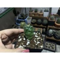 ราคา ช้างแคคตัส ลูกช้างขนาด1นิ้ว (4661781892)