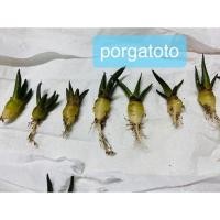 ราคา อริโอคาปัส อริโอคาปัส Ariocarpus (4395808691)