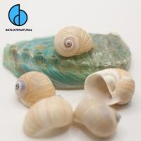 ราคา เปลือกหอยทากไขมันลายสีเหลือง - เปลือกปูฤาษีทารก - เปลือกหอยทากที่สวยงาม (57454854103)