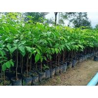 ราคา ต้นหลุมพอสูง50ซม.ไม้เนื้อแข็งราคาดีต้นพันธุ์แข็งแรงขั้นต่ำ5ต้นคละกับต้นอื่นได้ (10338342636)