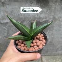 ราคา Sansevieria Sawadee ต้นลิ้นมังกร สวัสดี (43171616684)