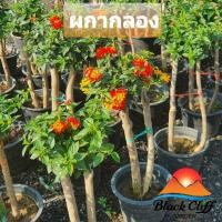 ราคา ผกากรอง สวนเขาหมาก ไม้ดอกสวย หลากสี ต้นไม้ ต้นพันธ์ ไม้ดอก เมล็ดพันธ์ พันธุ์ไม้ ไม้มงคล ไม้ประดับ สูง 80 ซม. (6478960759)