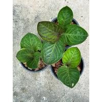 ราคา ต้นเศรษฐีเงินหนา(ไม้หน่อ) (27356941522)