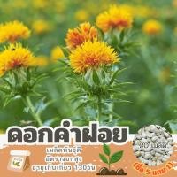 ราคา เมล็ดพันธุ์ ดอกคำฝอย แบ่งขาย 20 เมล็ด (ซื้อ 5 แถม 1) คละชนิดได้ (27354177176)