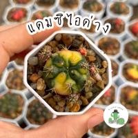ราคา A Little cactus| แคคตัส กระบองเพชร แดมซิไอด่าง (22900640034)